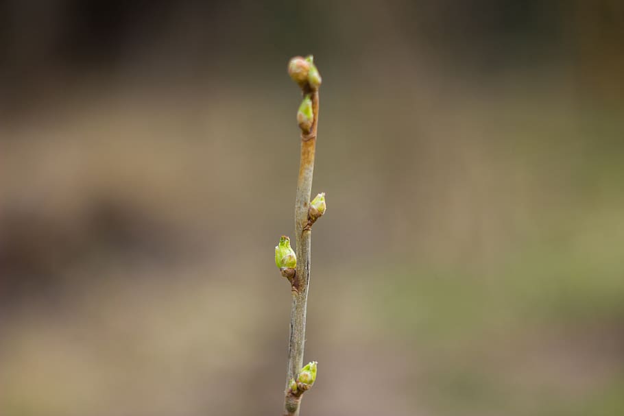 bud, spring, nature, bloom, tree, plant, awakening, focus on foreground HD wallpaper
