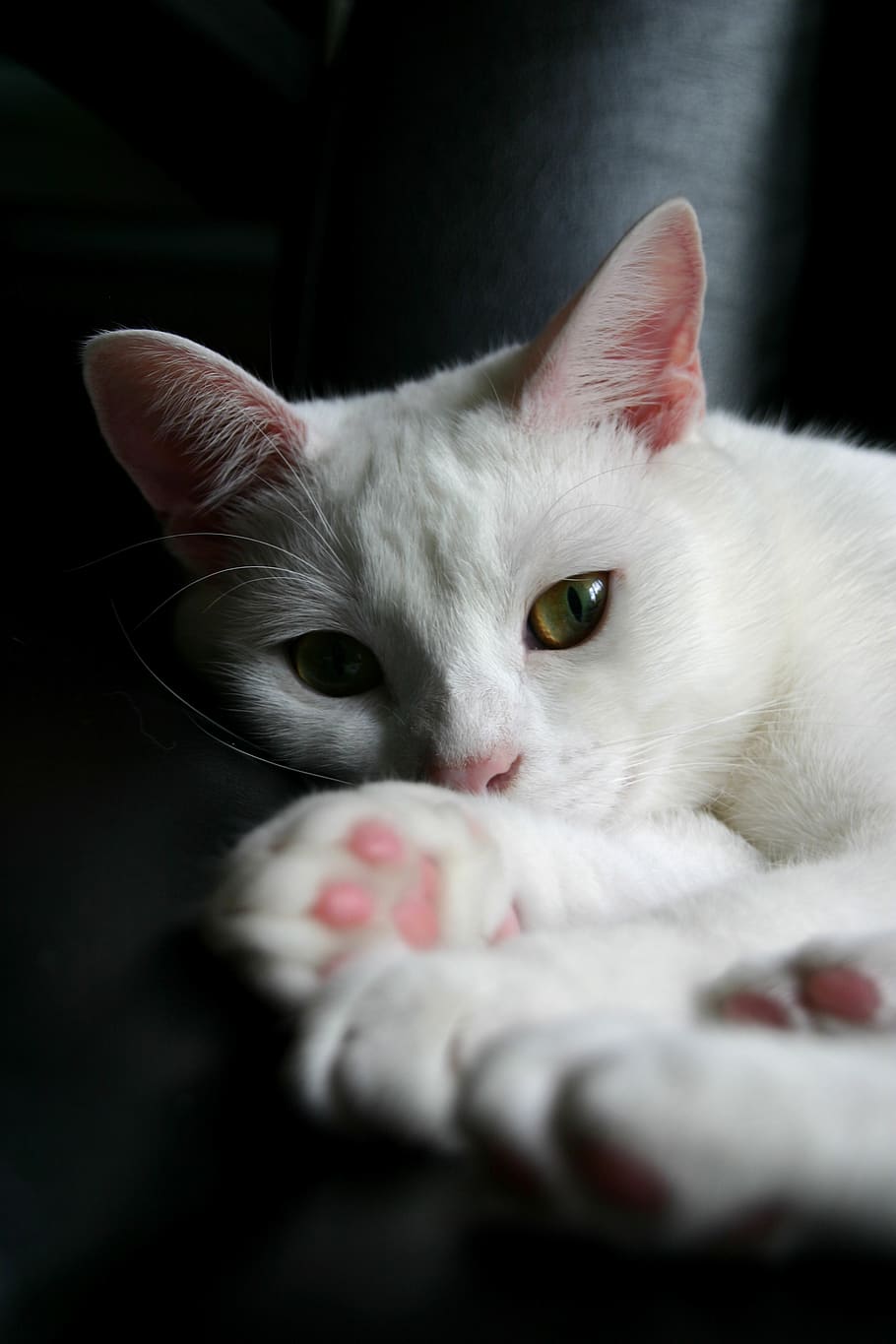 white, cat, window, pet, animal, fur, eyes, feline, whiskers HD wallpaper
