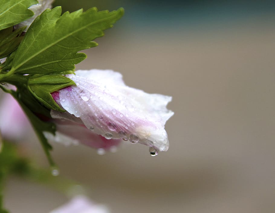 flowers, rain, water drops, beauty in nature, plant, flowering plant HD wallpaper