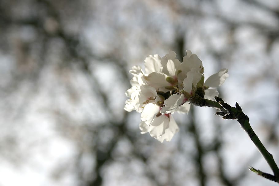 flower, almond tree, flowering, spring, branch, nature, landscape HD wallpaper