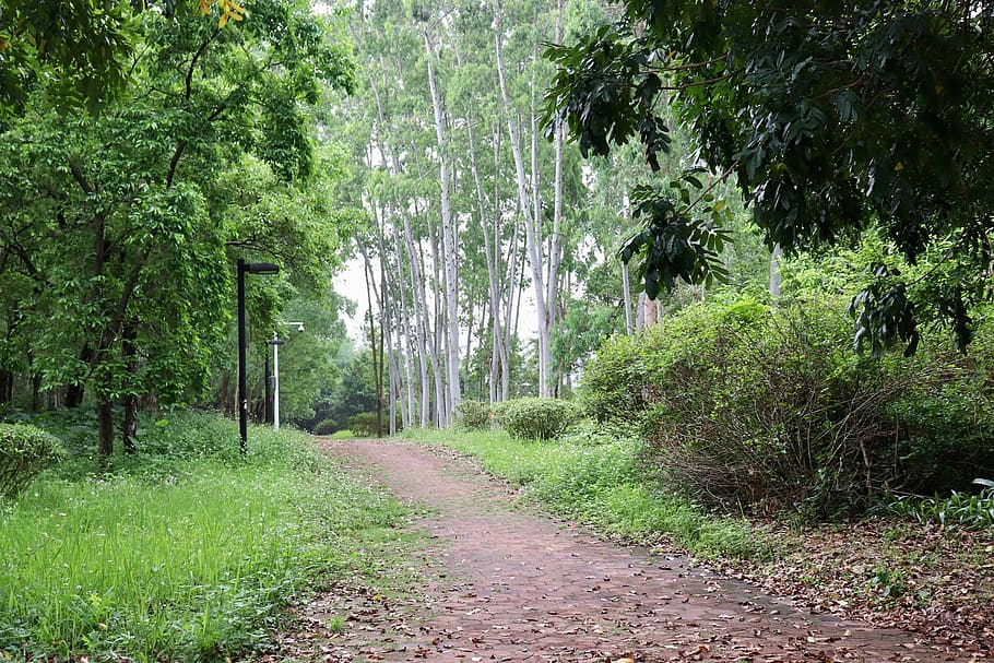 macbook wallpapers, summer, path, green, trees, forest, plant HD wallpaper