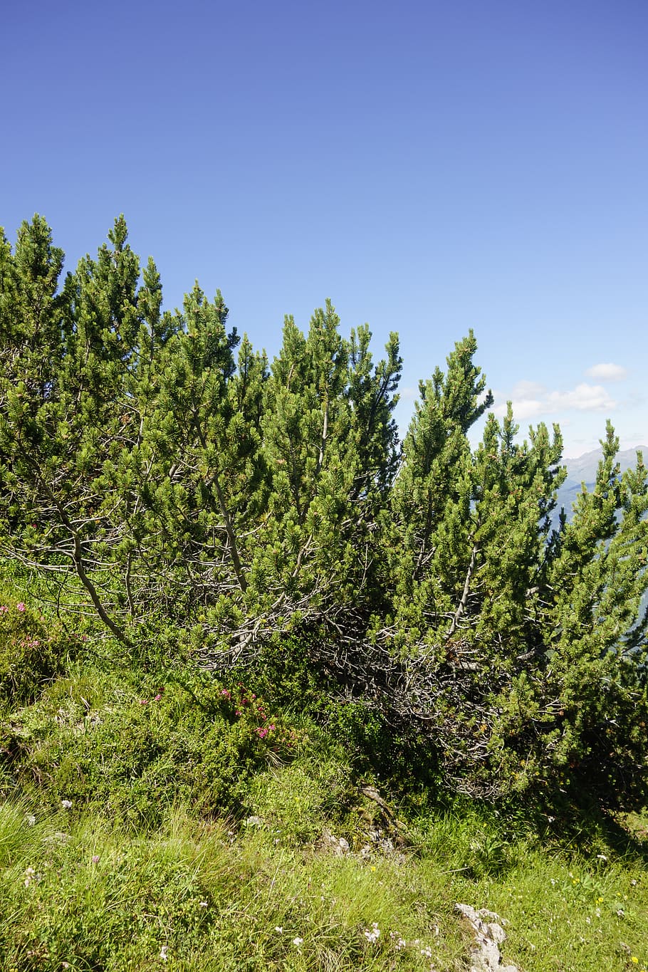 pine, plant, landscape, alm, mountains, alpine, tree, growth HD wallpaper