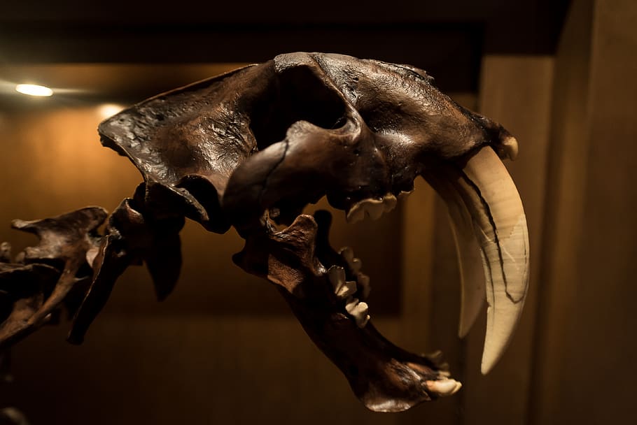 fossil, sabertooth, skeleton, dinosaur, old, museum, art, indoors HD wallpaper