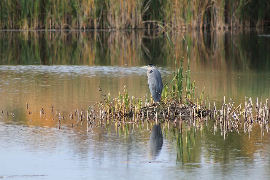 heron, nature, bird, landscape, animal themes, vertebrate, animal wildlife HD wallpaper