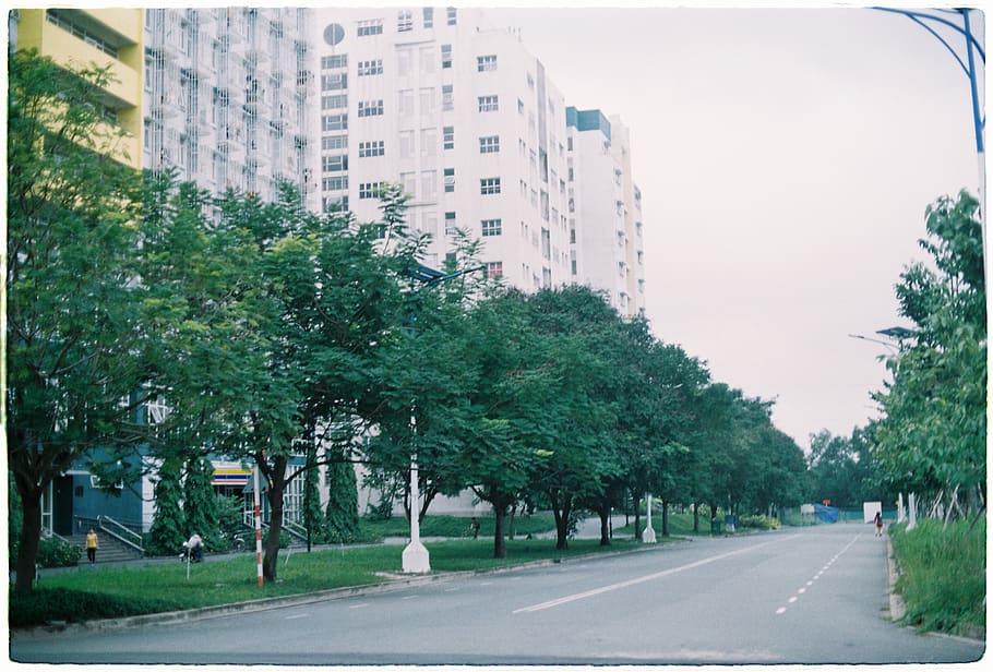 green leafed trees in between road, urban, building, city, town HD wallpaper