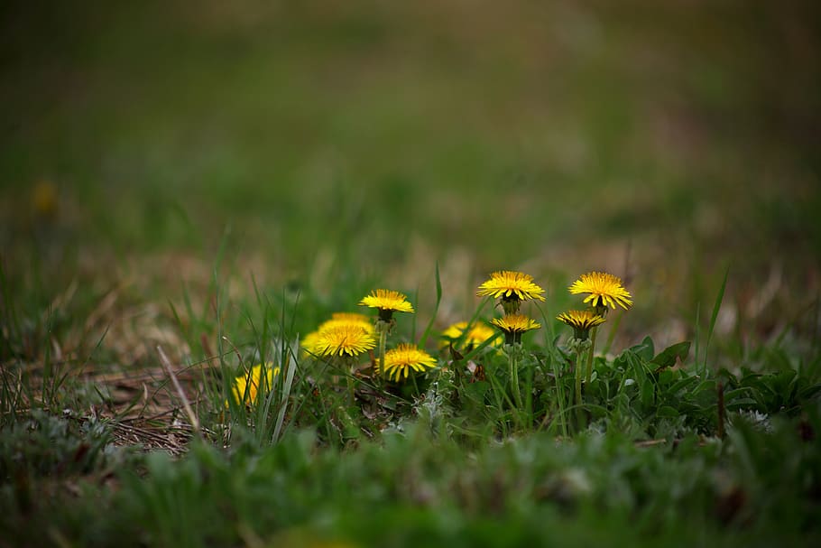 nature, plants, grass, flowers, outdoors, obsession, spring HD wallpaper