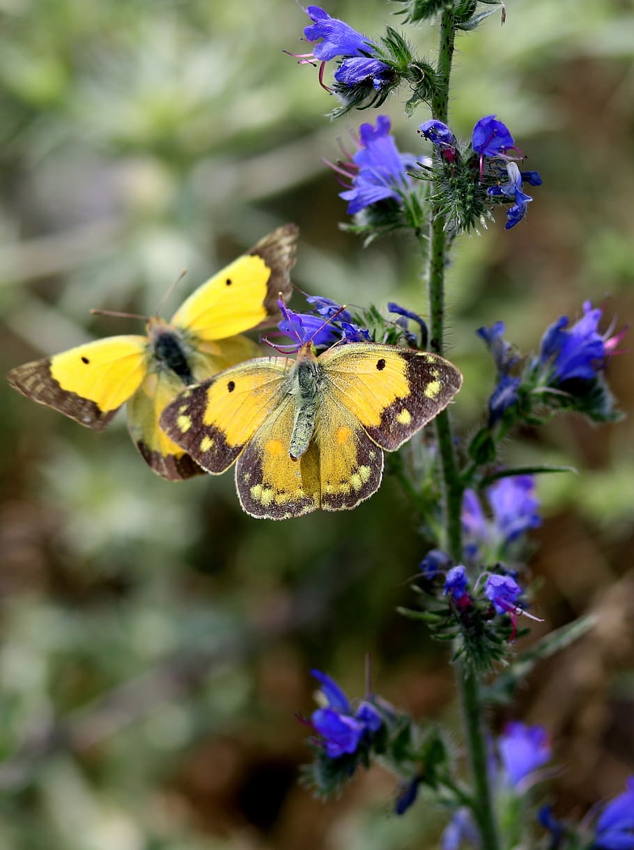 butterflies, yellow, mating, two, insect, nature, flower, flowering plant HD wallpaper