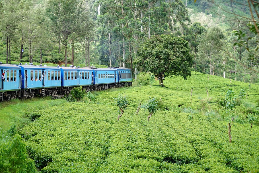 sri lanka, nuwara eliya, unnamed road, nature, tree, train, HD wallpaper