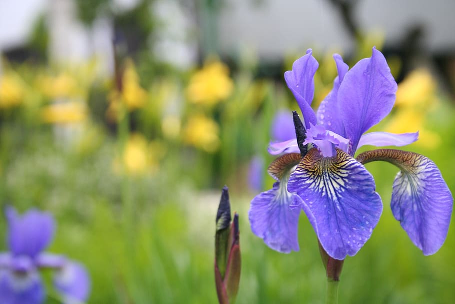 iris, the background, yellow, violet, flowers, garden, bouquets HD wallpaper