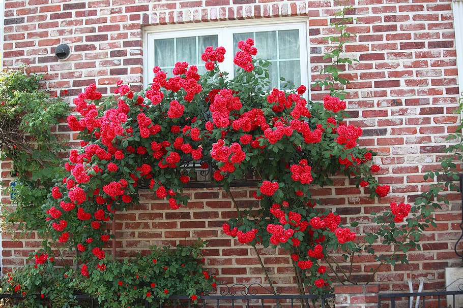 flowers, brick, garden, rose, window, rose vines, red roses HD wallpaper