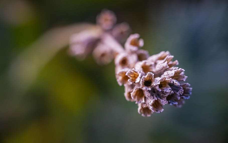 blossom, bloom, macro, spring, plant, flower, beauty in nature HD wallpaper