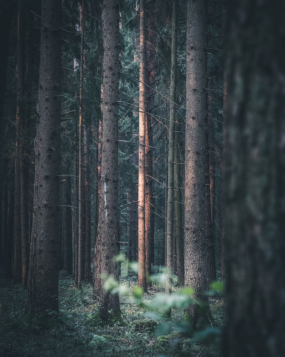 brown woods, redwood, plant, flora, tree, outdoors, nature, vegetation HD wallpaper