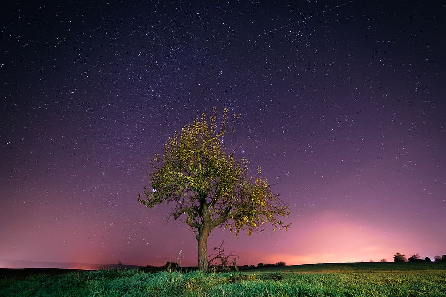 tree and grasses under starry sky, nature, outdoors, night, astronomy HD wallpaper