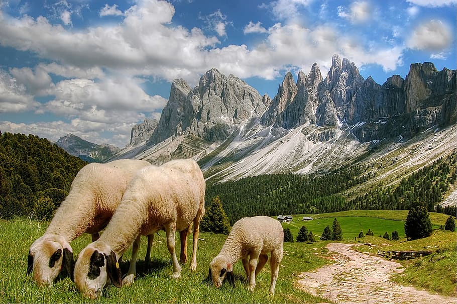 Sheep Eating Grasses, clouds, daylight, farm, field, grassland HD wallpaper