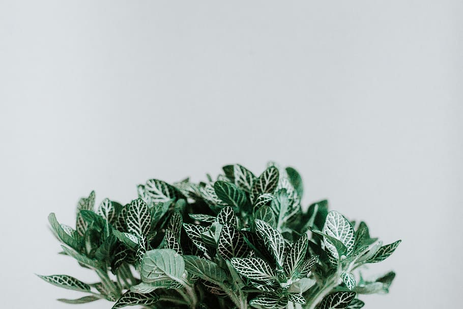 green plant, wall, minimal, leaf, leaves, interior design, mint, HD wallpaper