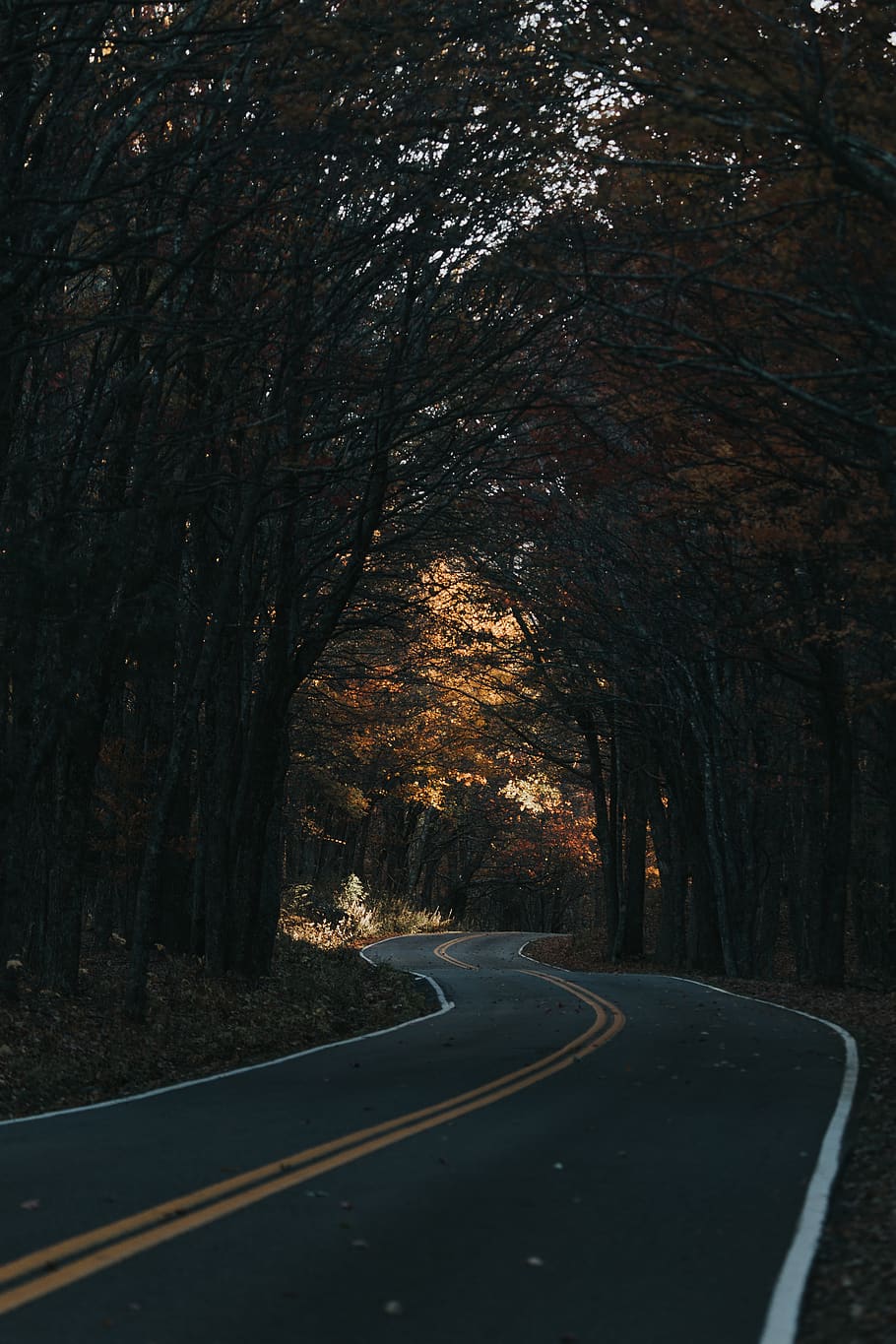 trees, forest, roads, windy roads, fall, north carolina, nature, HD wallpaper