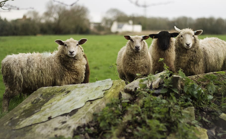 sheep, wool, jacket, diferent, mammal, group of animals, animal themes HD wallpaper