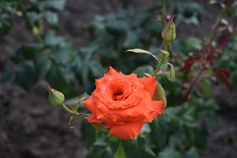 rose, red, flower, bloom, beauty, petals, nature, flowers, love HD wallpaper