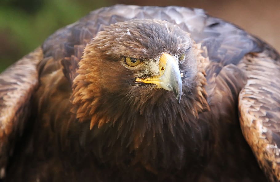 golden, raptor, eagle, bird, nature, predator, eye, hunter HD wallpaper