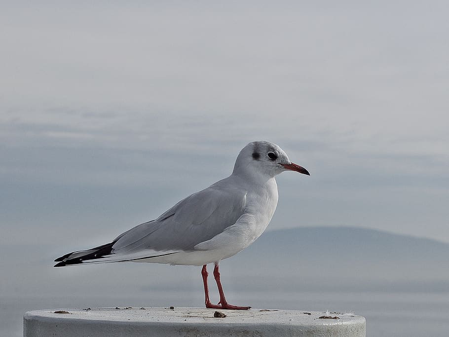 seagull, bird, animals, animal themes, animal wildlife, animals in the wild HD wallpaper