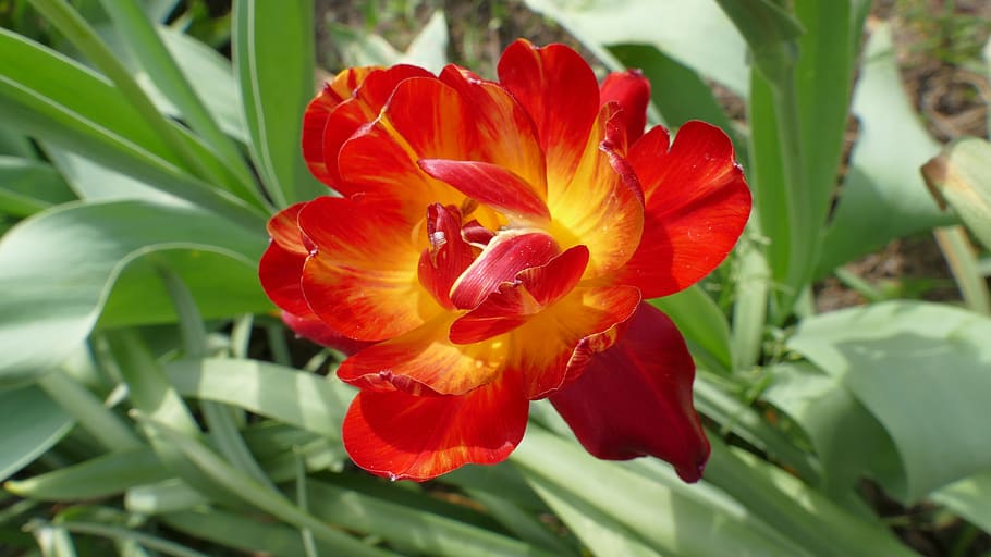 tulip, flower, spring, april, garden, netherlands, red, plant HD wallpaper