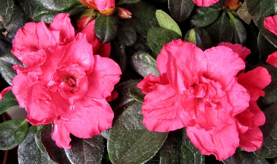 azalea, blossom, bloom, close up, nature, plant, flower, spring HD wallpaper