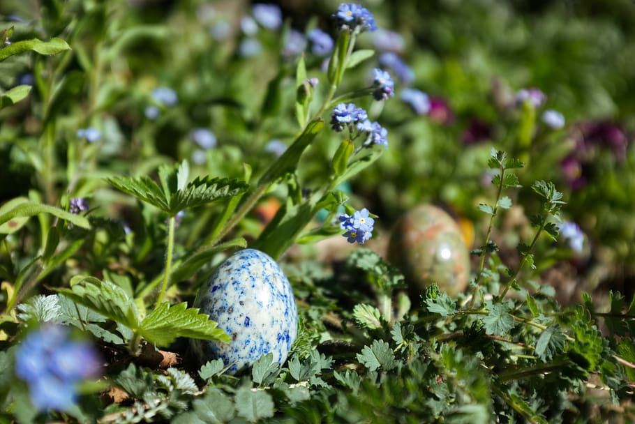 two brown and blue Easter eggs, plant, growth, green color, freshness HD wallpaper