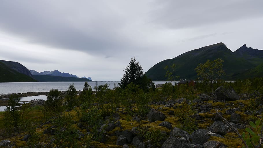 plant, tree, abies, fir, conifer, nature, outdoors, slope, Norway HD wallpaper