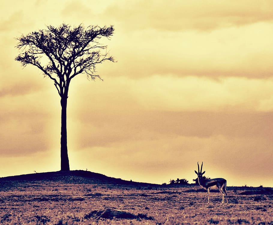 tree, plant, mammal, animal themes, nature, sky, animal wildlife HD wallpaper