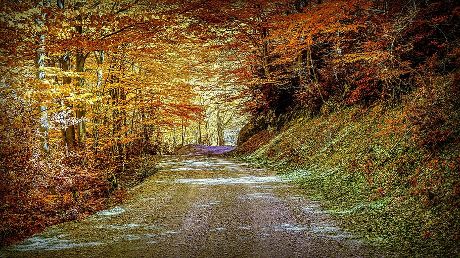 autumn, path, landscape, forest, trees, nature, trail, leaves HD wallpaper