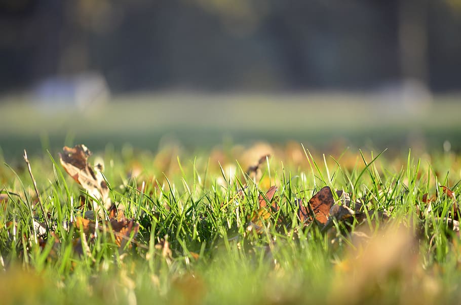romania, gurghiu, grass, green, forest, selective focus, plant HD wallpaper