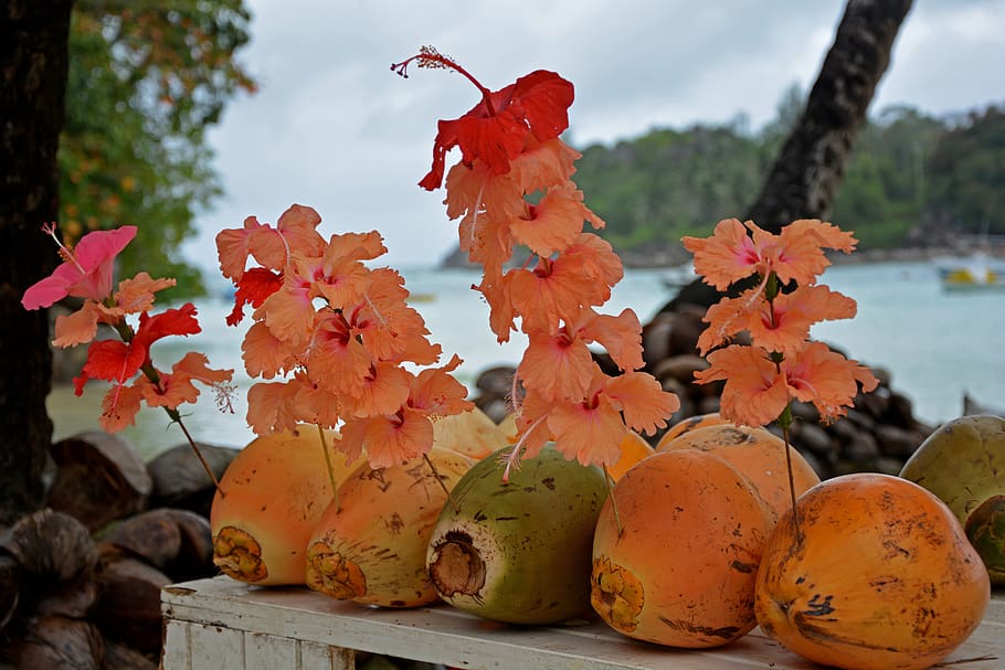 coconuts, tropics, paradise, beach, tropical, exotic, vacation HD wallpaper