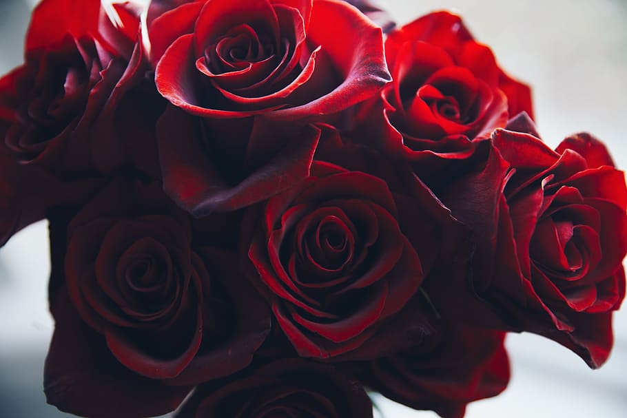Close Up Red Rose Bouquet Photo, Love, Flatlay, Valentines Day HD wallpaper