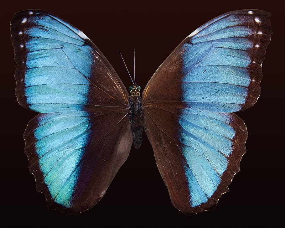 Blue Morpho Butterfly, close-up, insect, wings, animal themes HD wallpaper