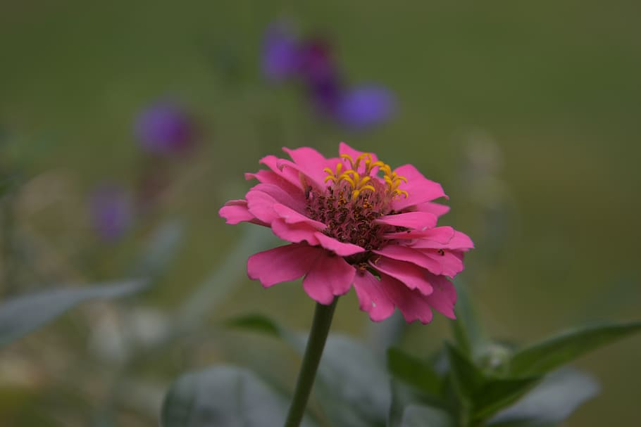 nature, spring, garden, petals, pink, flowers, bloom, close up HD wallpaper