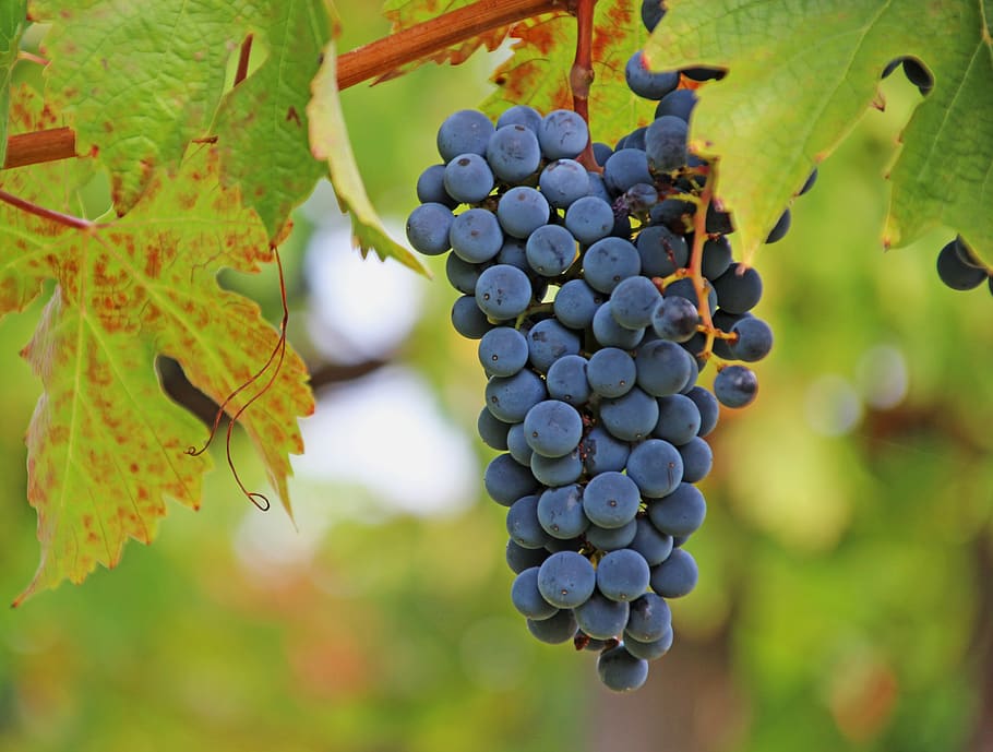 grapes, wine, rebstock, vine, fruit, winegrowing, grapevine HD wallpaper