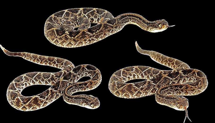snake, rattle, animal, wild, nature, park, black background HD wallpaper