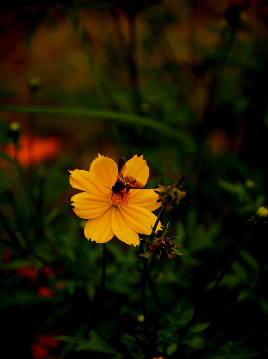 bee, flower, nature, beautiful, summer, purity, love, insect HD wallpaper