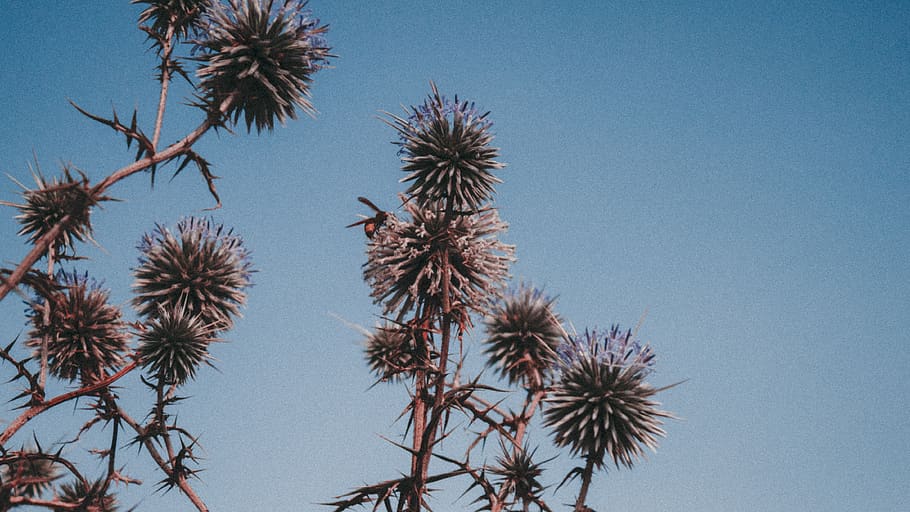 cyprus, summer, tree, plant, dryplant, nature, naturephotography HD wallpaper