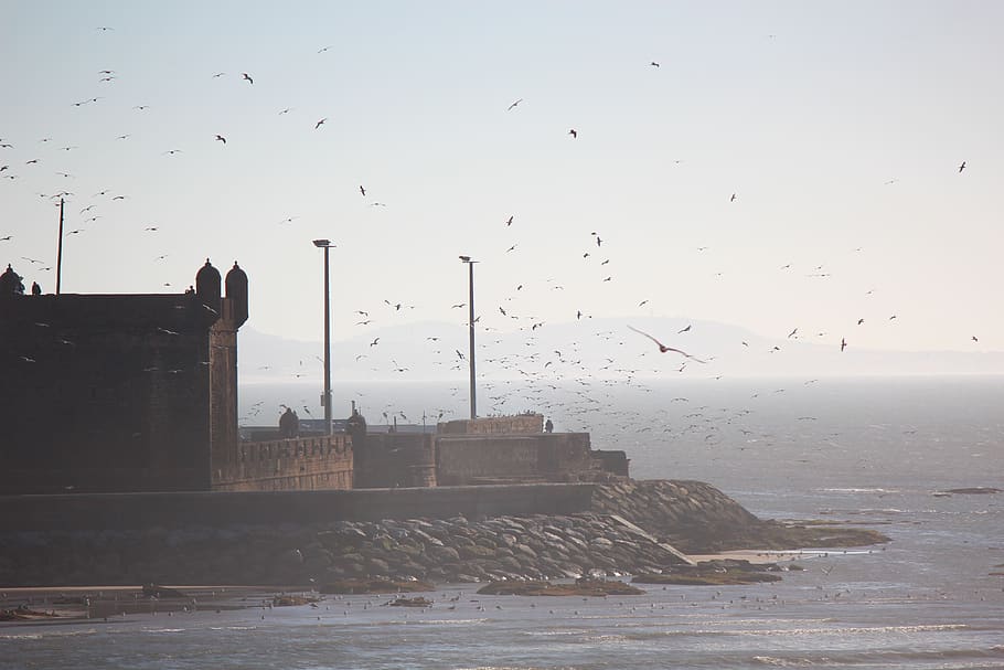 building, architecture, tower, animal, bird, person, human HD wallpaper