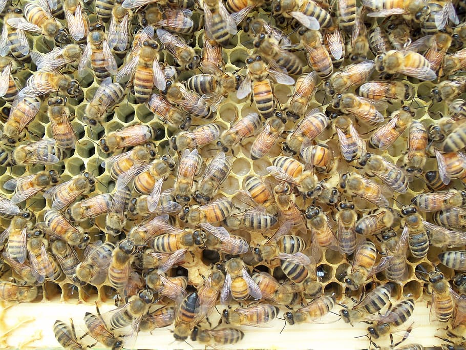 honey bee, larvae, frame, beekeeper, animal, animal themes HD wallpaper