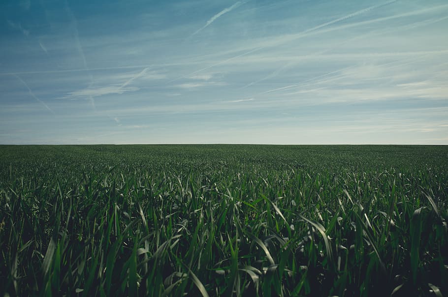 green, sky, plant, crop, blue, agriculture, vast, open, field HD wallpaper