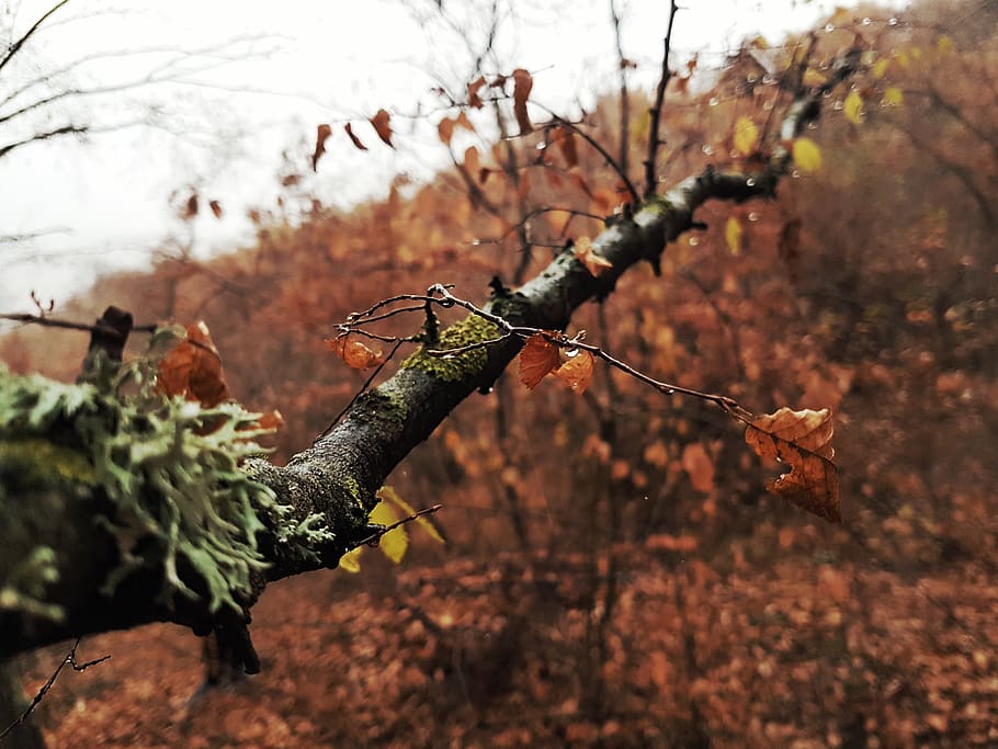 forest, kosovo, gjilan, leaf, tree, autumn, plant, nature, focus on foreground HD wallpaper