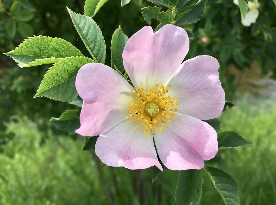 flower, summer, nature, flowering plant, fragility, freshness, HD wallpaper