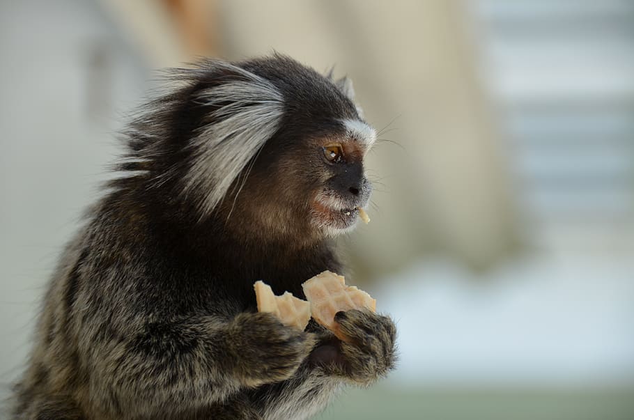 monkey, marmoset, animal, beautiful, nature, mammal, brazil, HD wallpaper