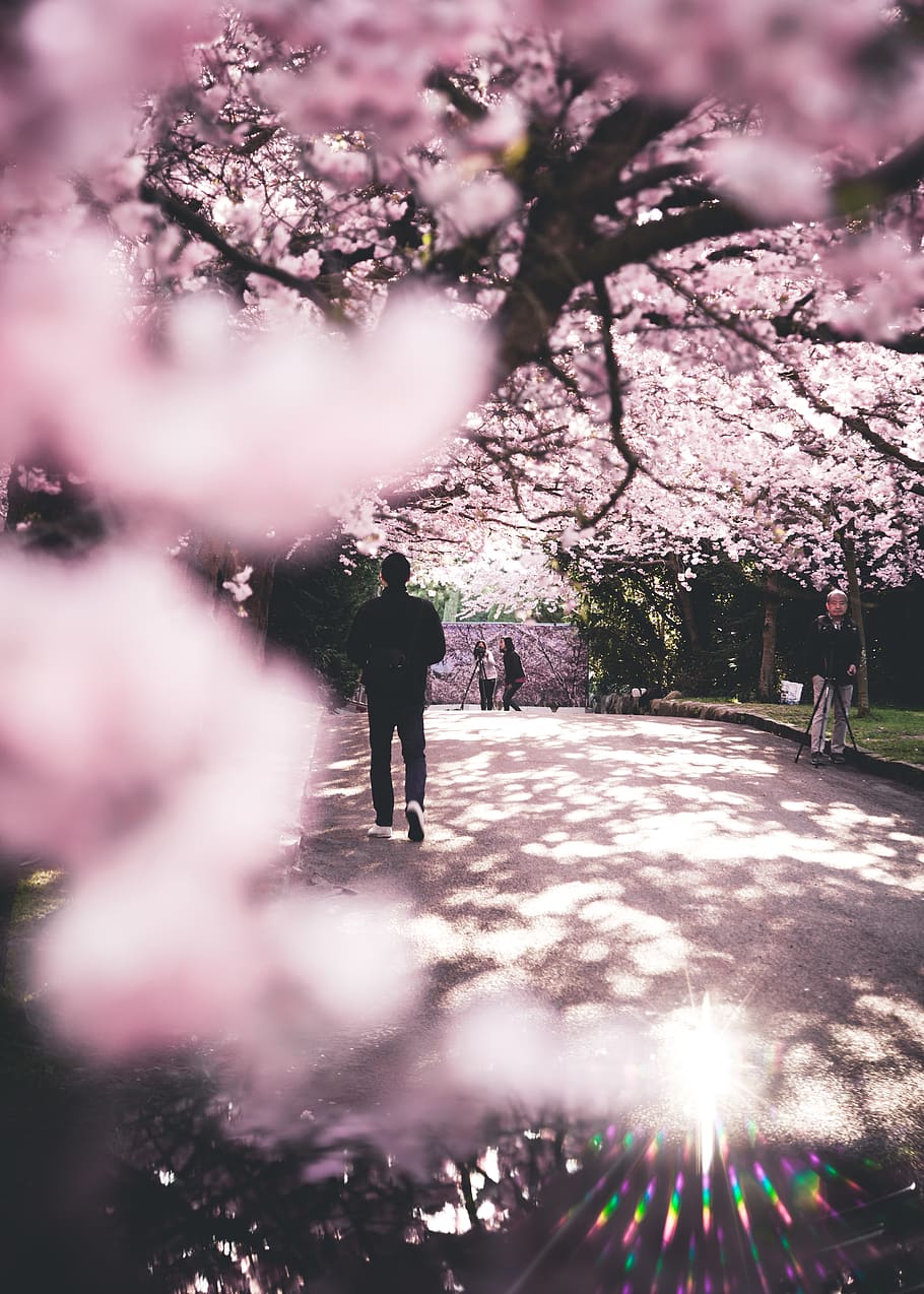 man walking on road surrounded by cherry trees, flower, people HD wallpaper