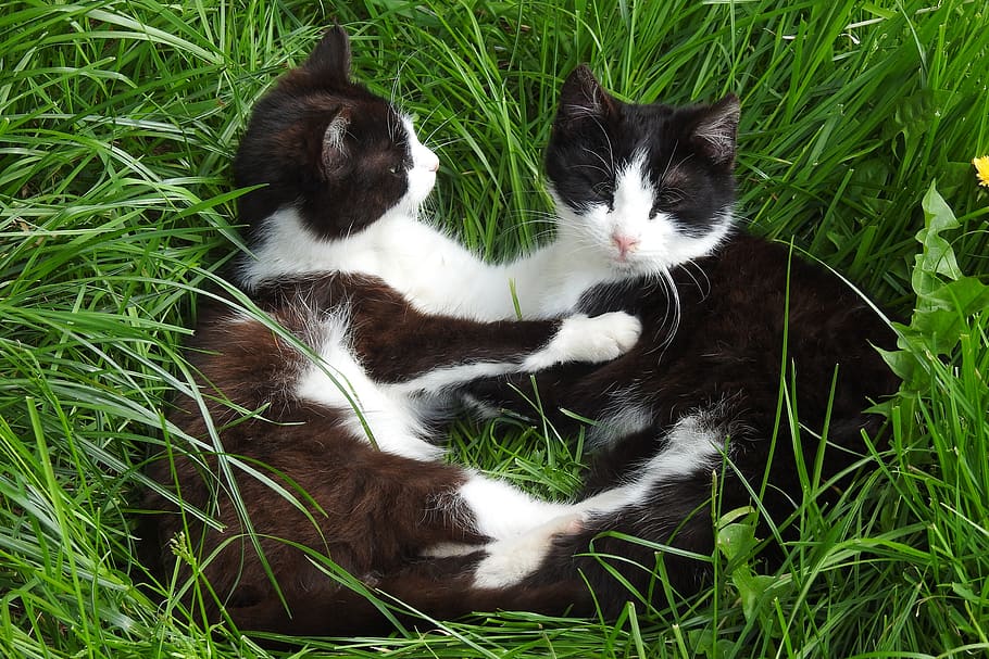 charming, lawn, animals, nature, mammals, cats, dachowiec, black and white, HD wallpaper