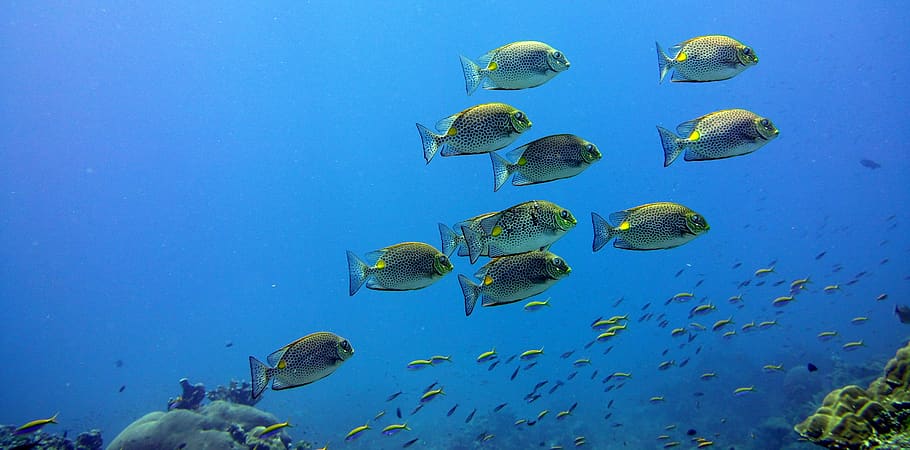 school of fish, underwater, animal, animal wildlife, sea, animal themes HD wallpaper