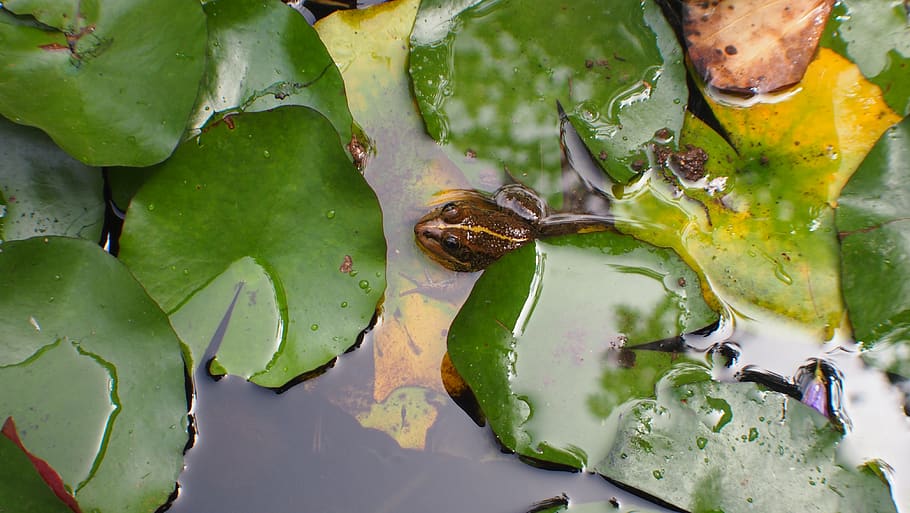 spain, arucas, frog, water, animal, animal wildlife, animal themes HD wallpaper