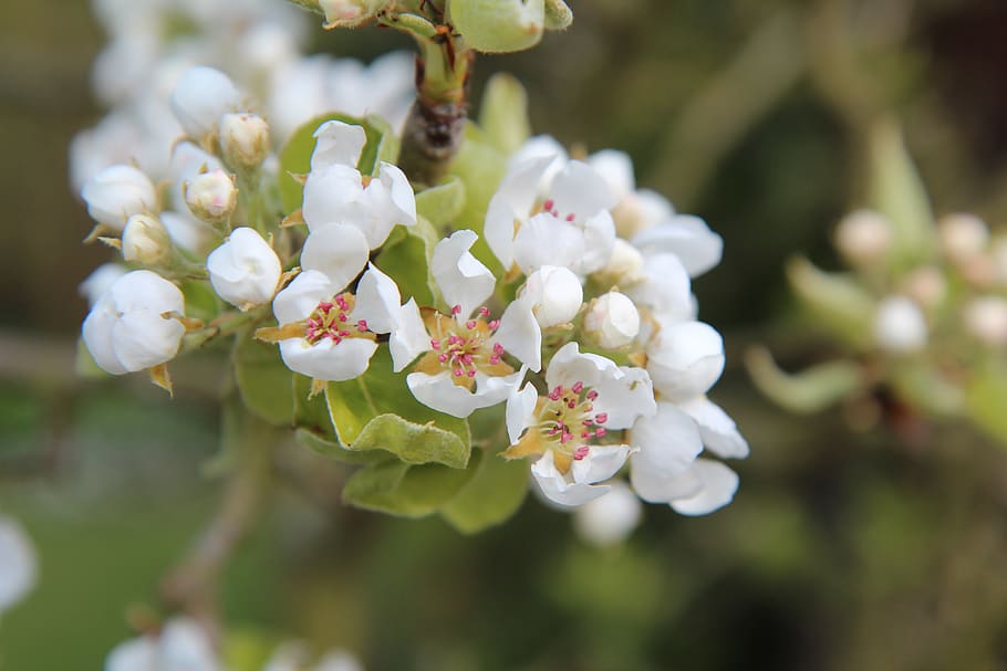 poirier, flowering pear tree, fruit tree, flowering plant, freshness HD wallpaper